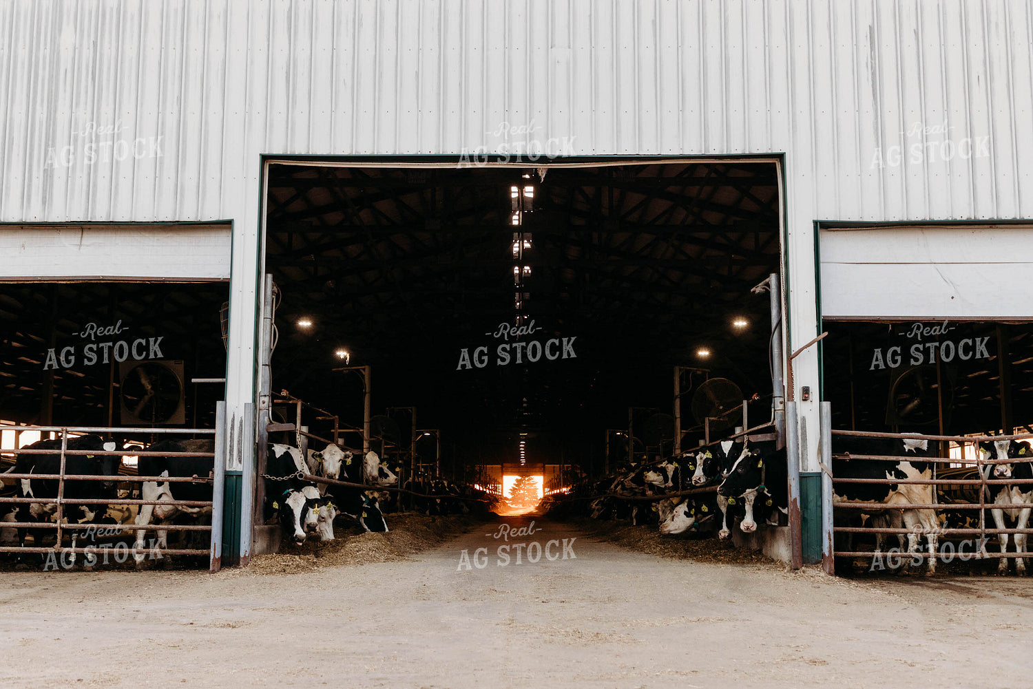 Holstein Cattle in Open Air Dairy Barn 152054