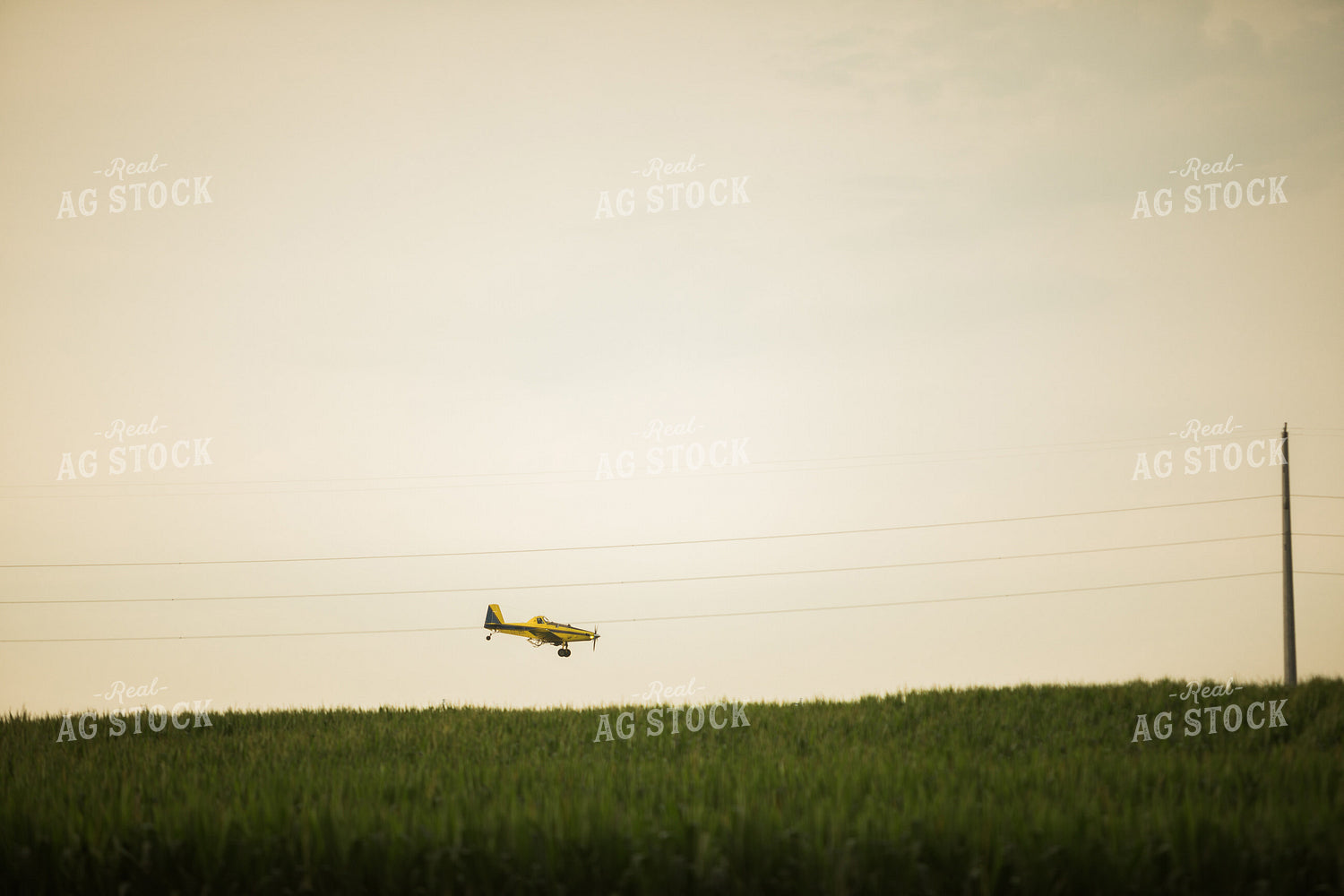 Crop Duster Spraying Corn 6303