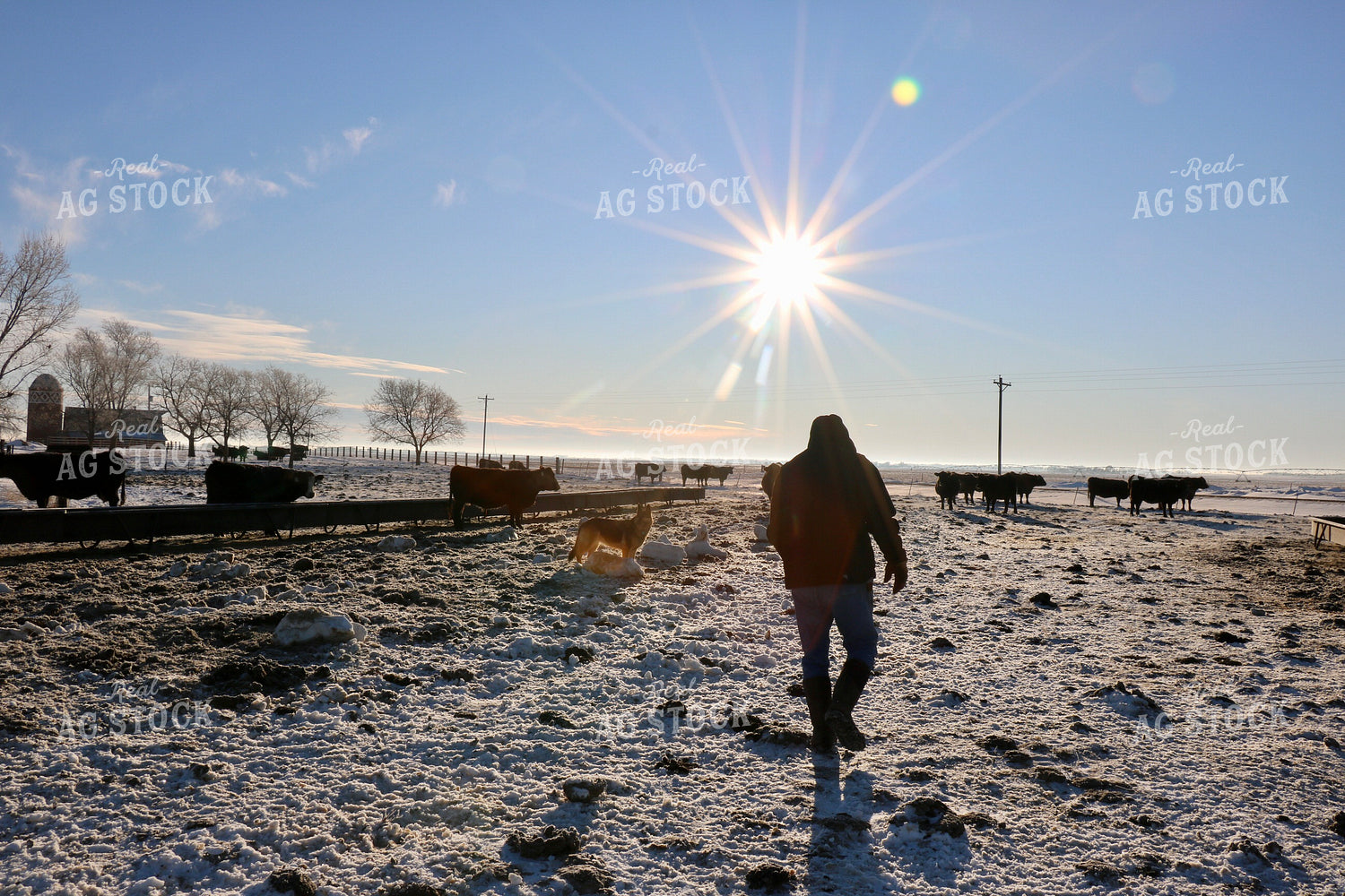 Farmer Checking Cattle in Snow 299195