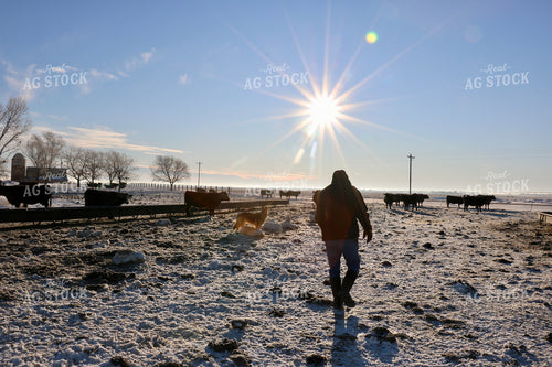 Farmer Checking Cattle in Snow 299195