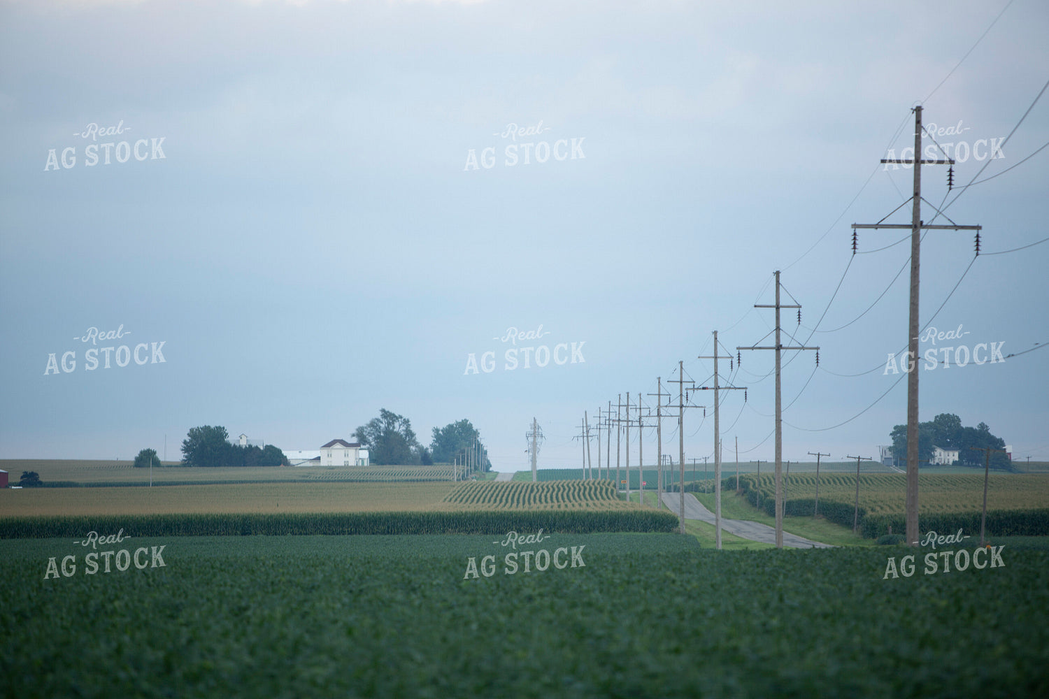 Soybeans - Mid-Season 1489
