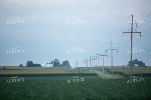 Soybeans - Mid-Season 1489
