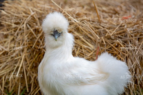 White Chick 90057