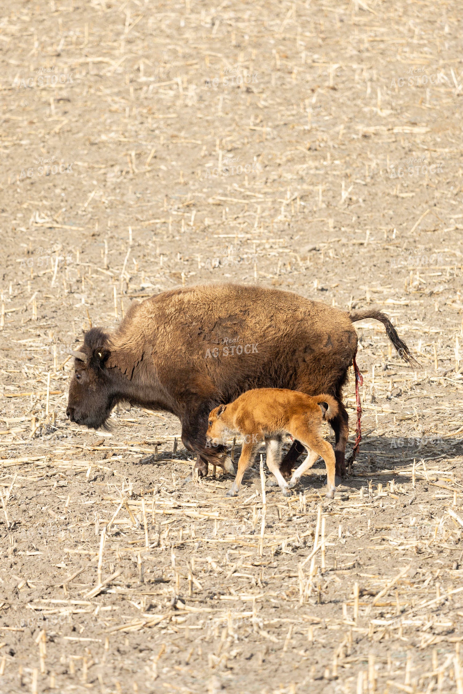 Bison 187121