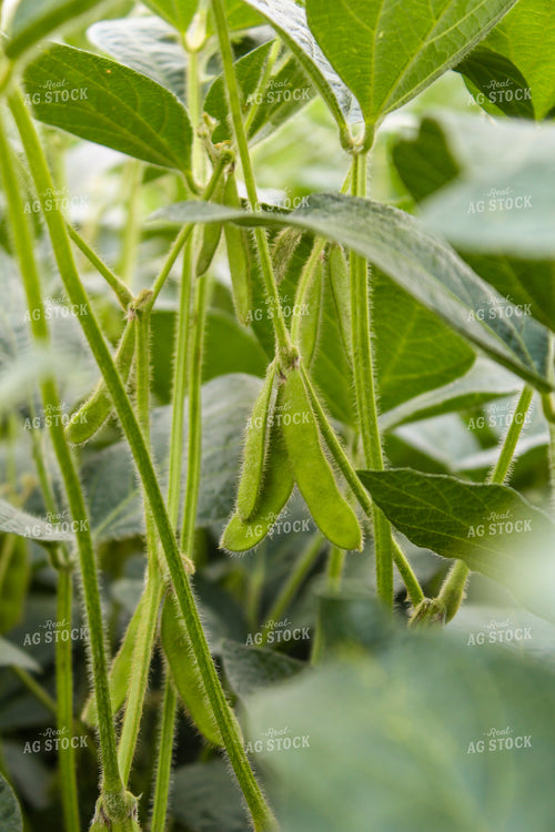 Unfilled Soybean Pods 237008