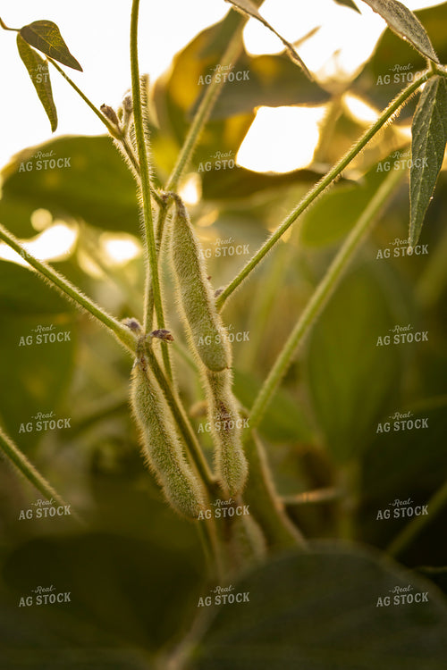 Soybeans - Mid-Season 4916