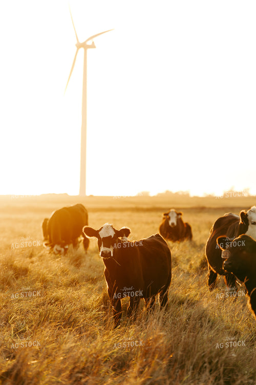 Cattle on Pasture 68247