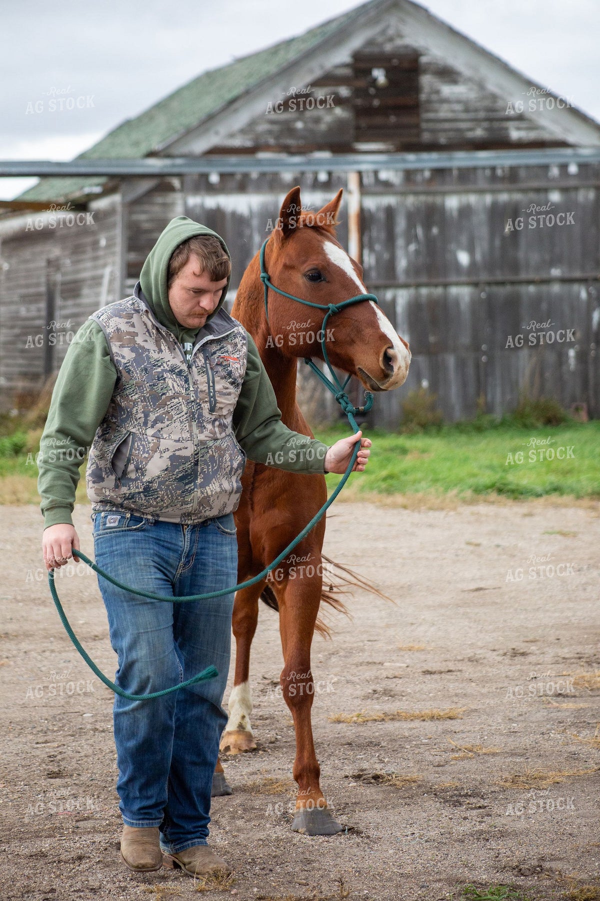 Young Rancher Leading a Chestnut Horse by Lead Rope in Farmyard 406096