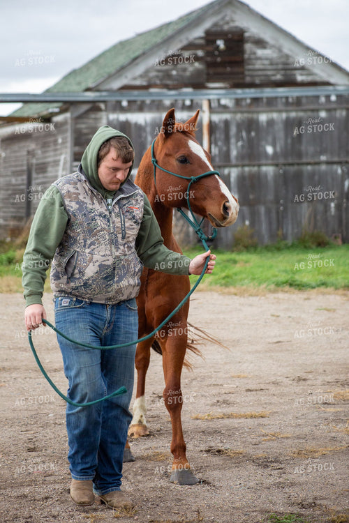 Young Rancher Leading a Chestnut Horse by Lead Rope in Farmyard 406096
