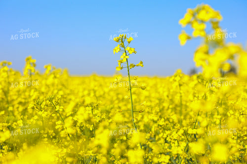 Canola 187048