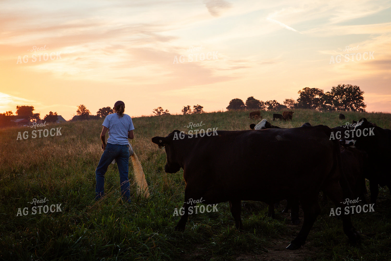 Cattle Producer Feeding Cow Calf Pairs 268358