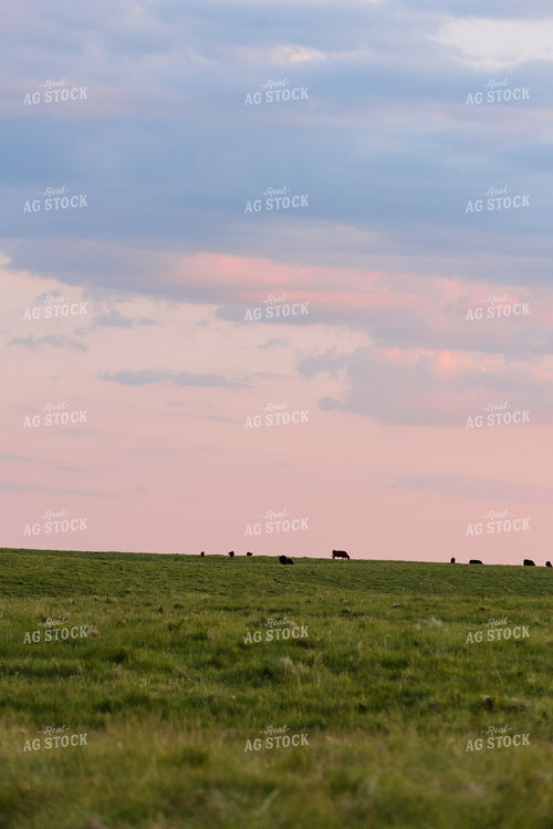 Angus Cattle Grazing in Pasture 68082