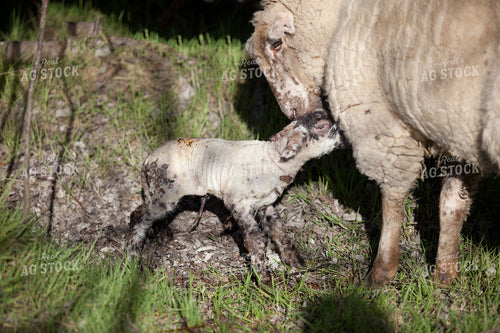 Ewe and Lamb 181002