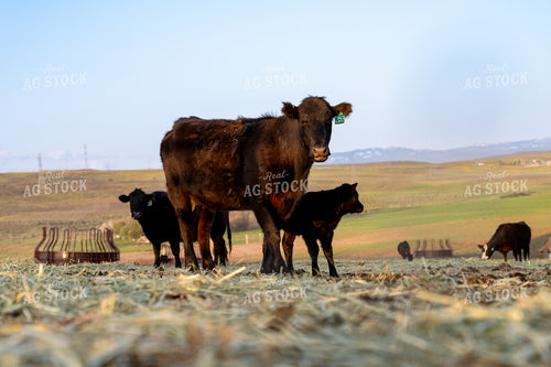 Black Cattle Grazing in a Pasture with Calves and Open Sky 65327