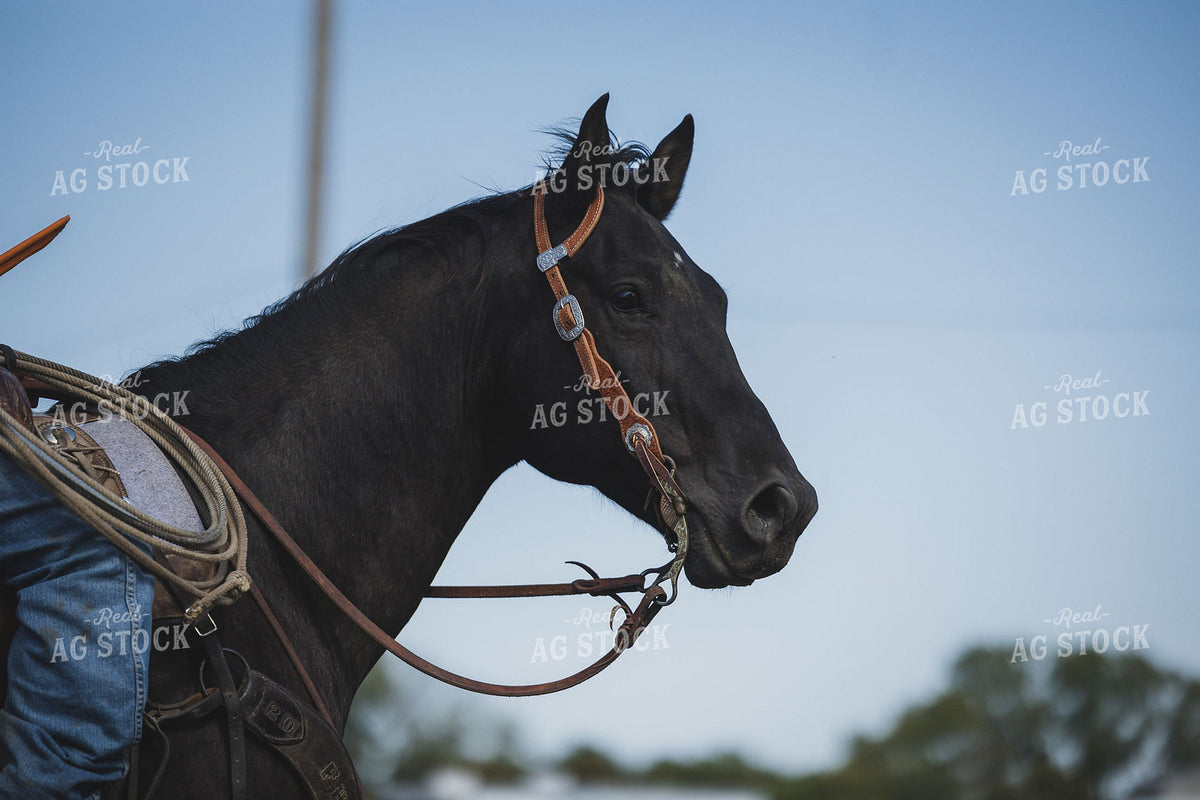 Close-Up Portrait of a Horse in Western Bridle 404007