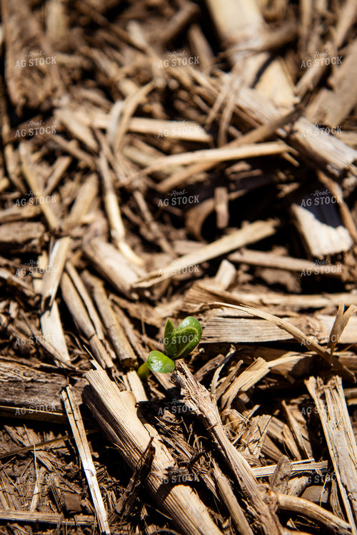 Early Growth Soybeans 67722