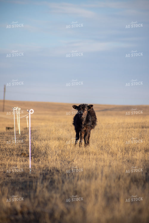 Calf by Electric Fence 261131