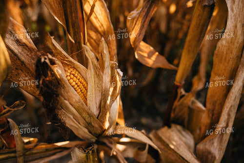 Dried Corn Ear 178084