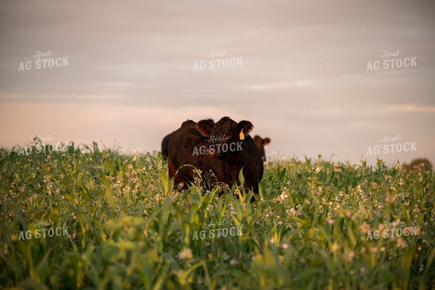 Cattle in Cover Crops 76441