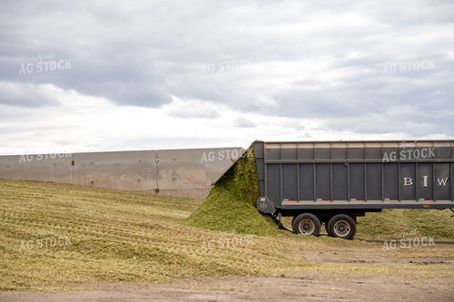 Silage Harvest 212077