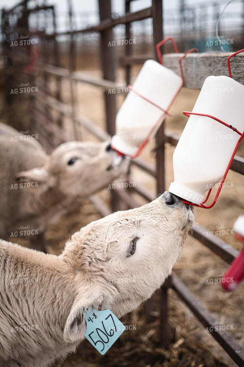 Bottle Calves 196025