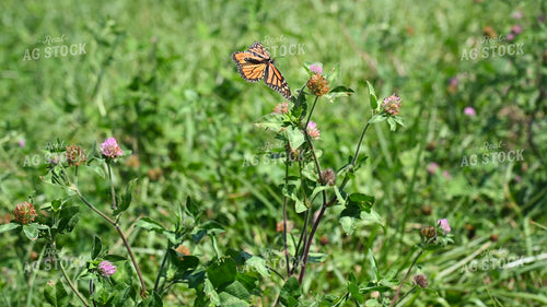 Butterfly Collecting Nectar and Pollen from Wildflowers on CRP Land 25071