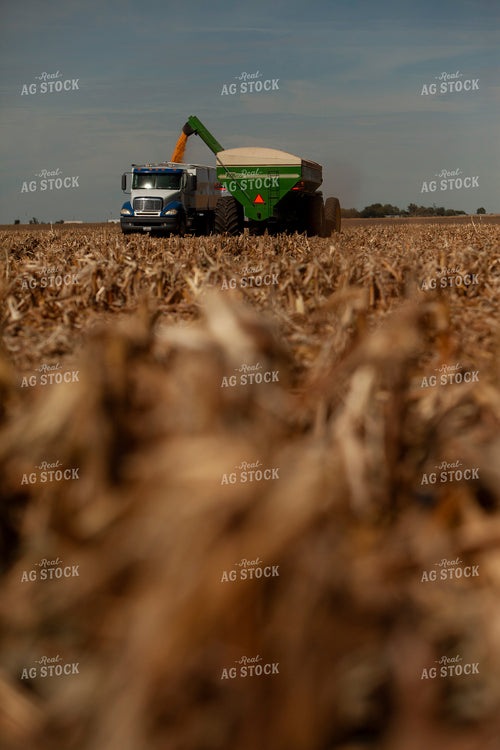 Harvest 1779