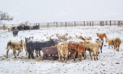 Cattle in Snowy Pasture 141097