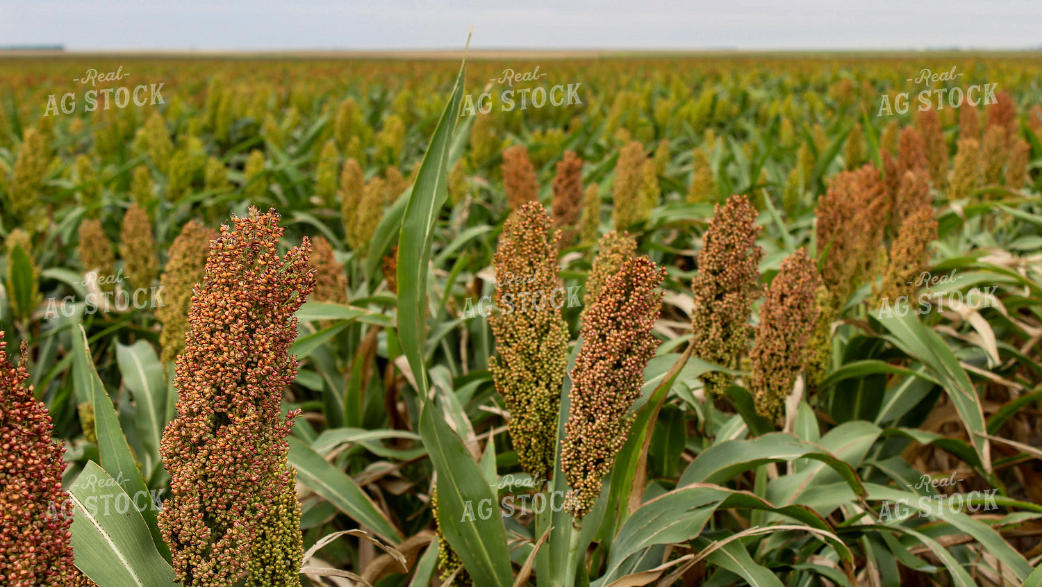 Dough Stage Sorghum 237012