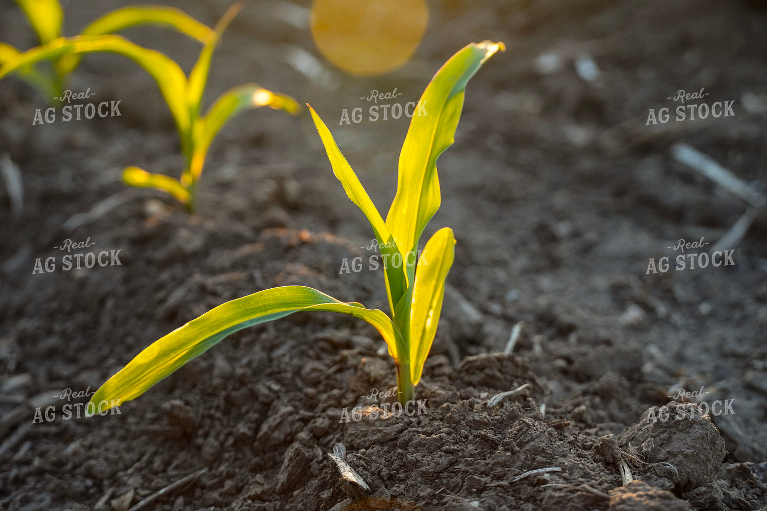 Corn Plant 65023