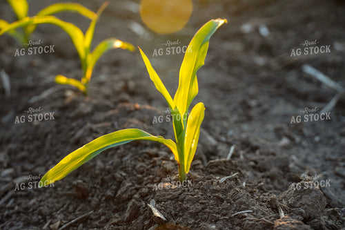 Corn Plant 65023