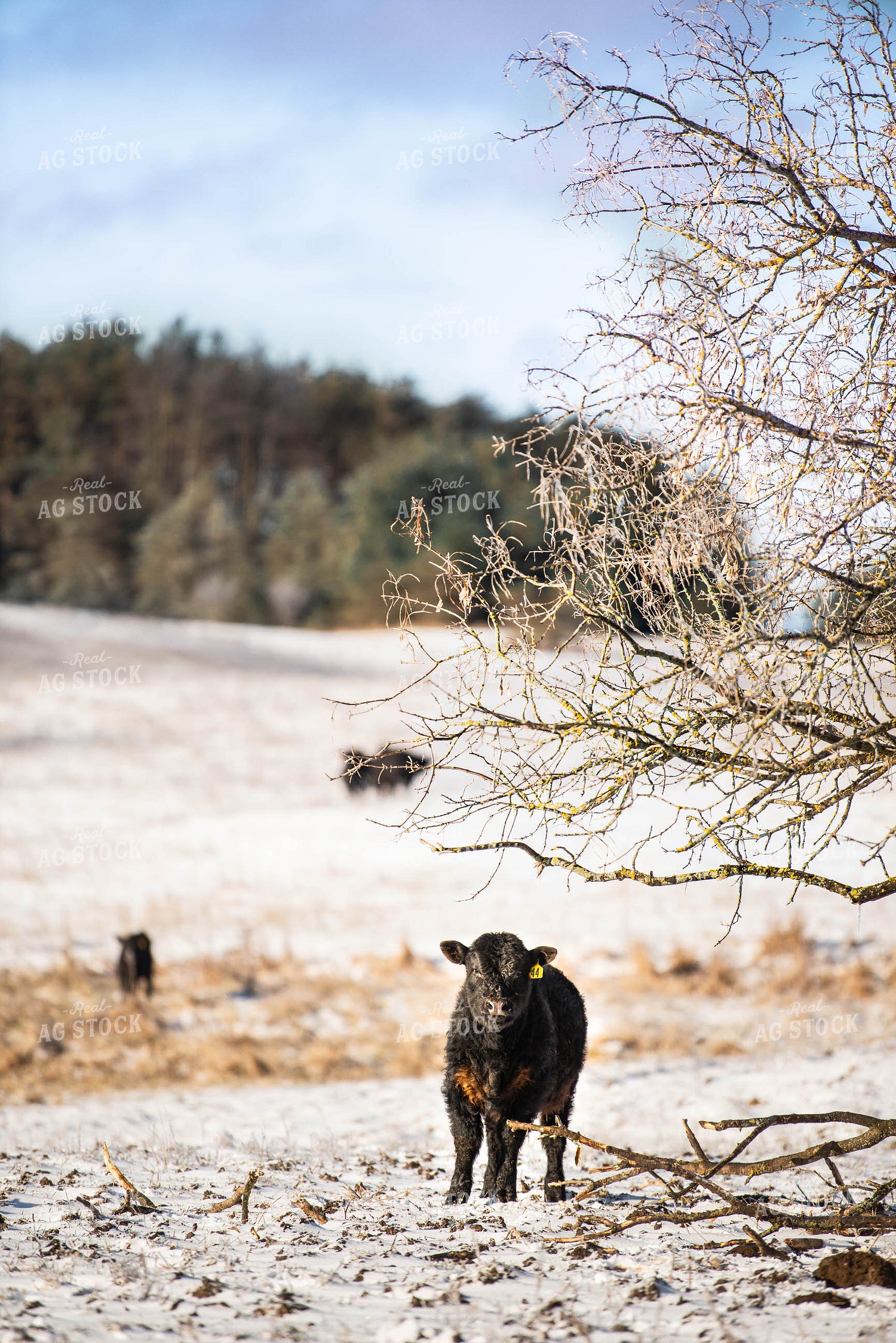 Black Angus Calf in Pasture 96025