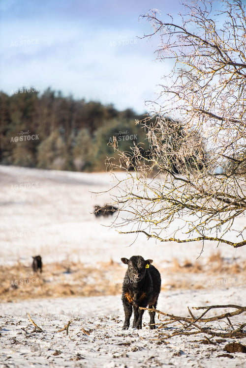 Black Angus Calf in Pasture 96025