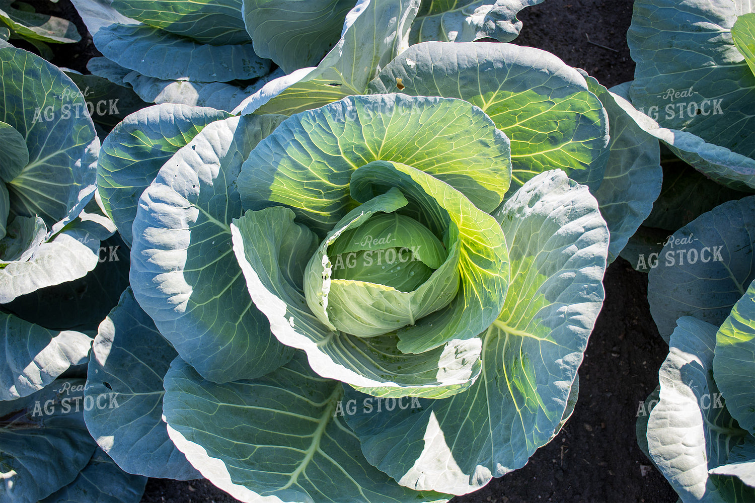 Cabbage 50164