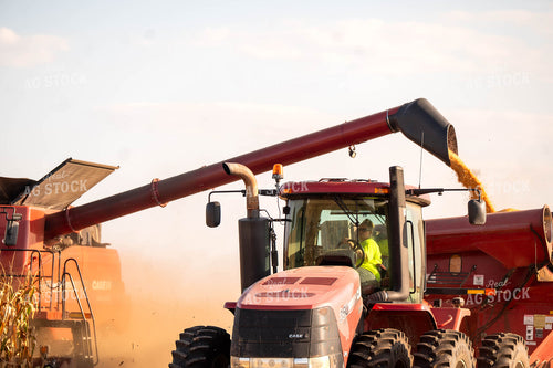 Corn Harvest 115889