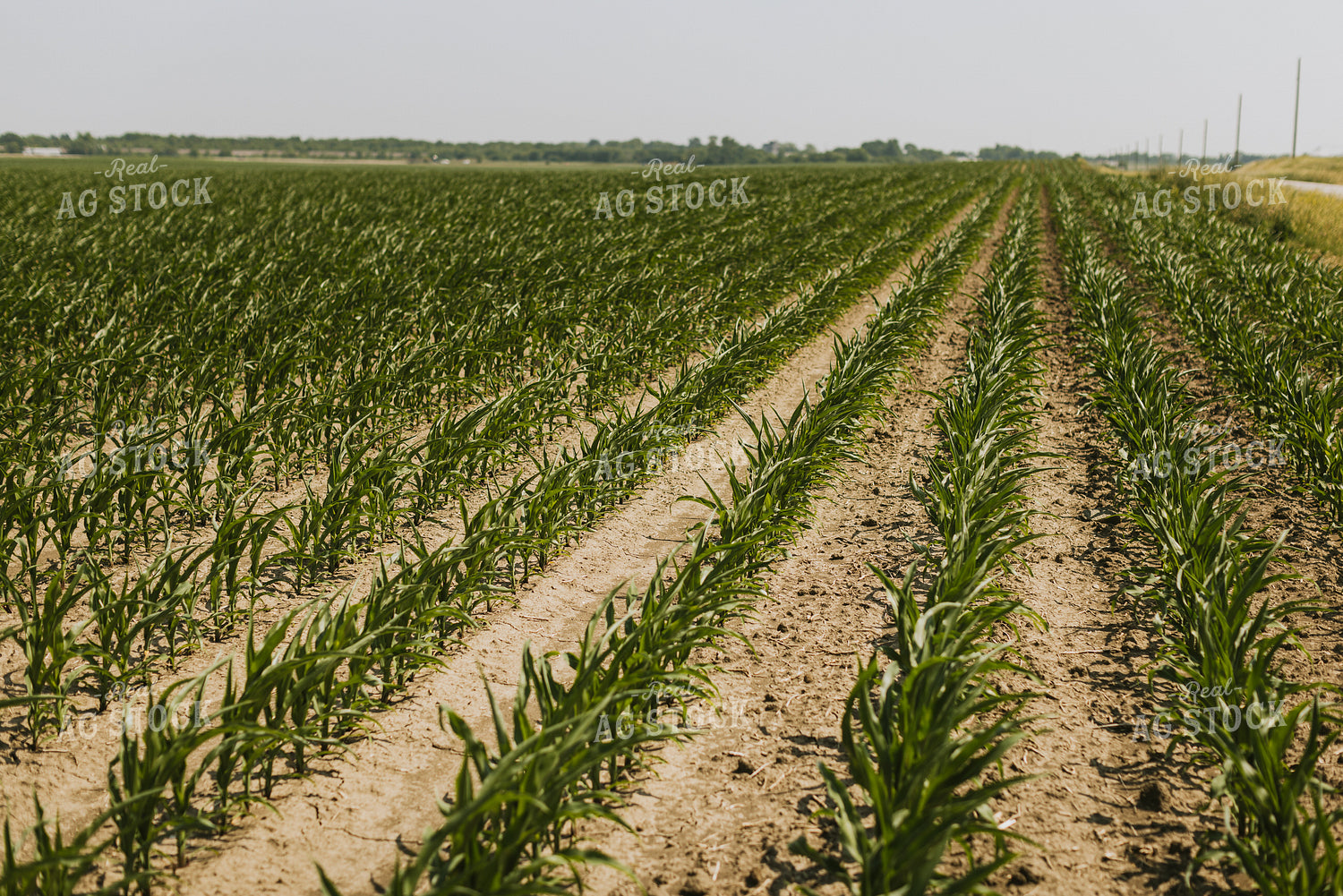 Corn Field 7851