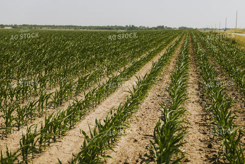Corn Field 7851
