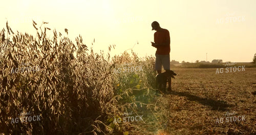 Farmer Checking Soybean Moisture with Farm Dog 5385