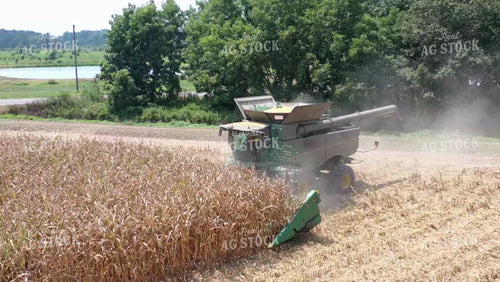 Corn Harvest 79450