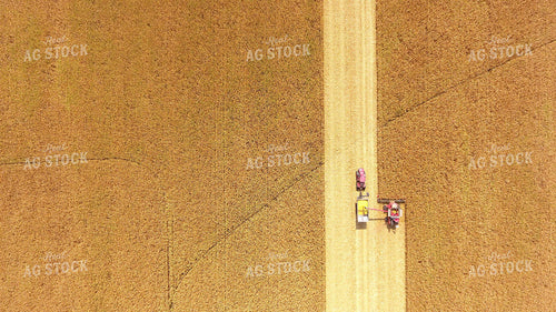 Corn Harvest 100014