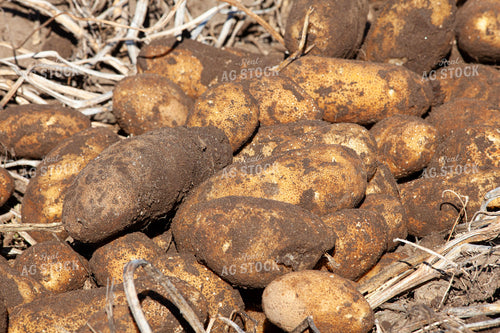 Potato Harvest 132204