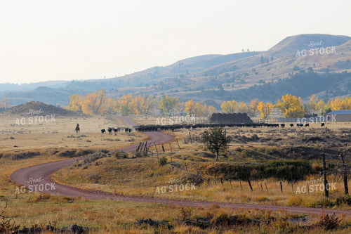 Scenic Cattle Pasture 63045