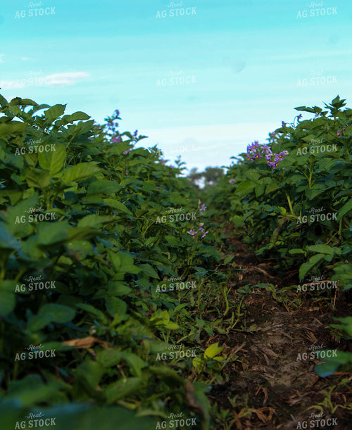 Mid-Season Potato Plants 237025