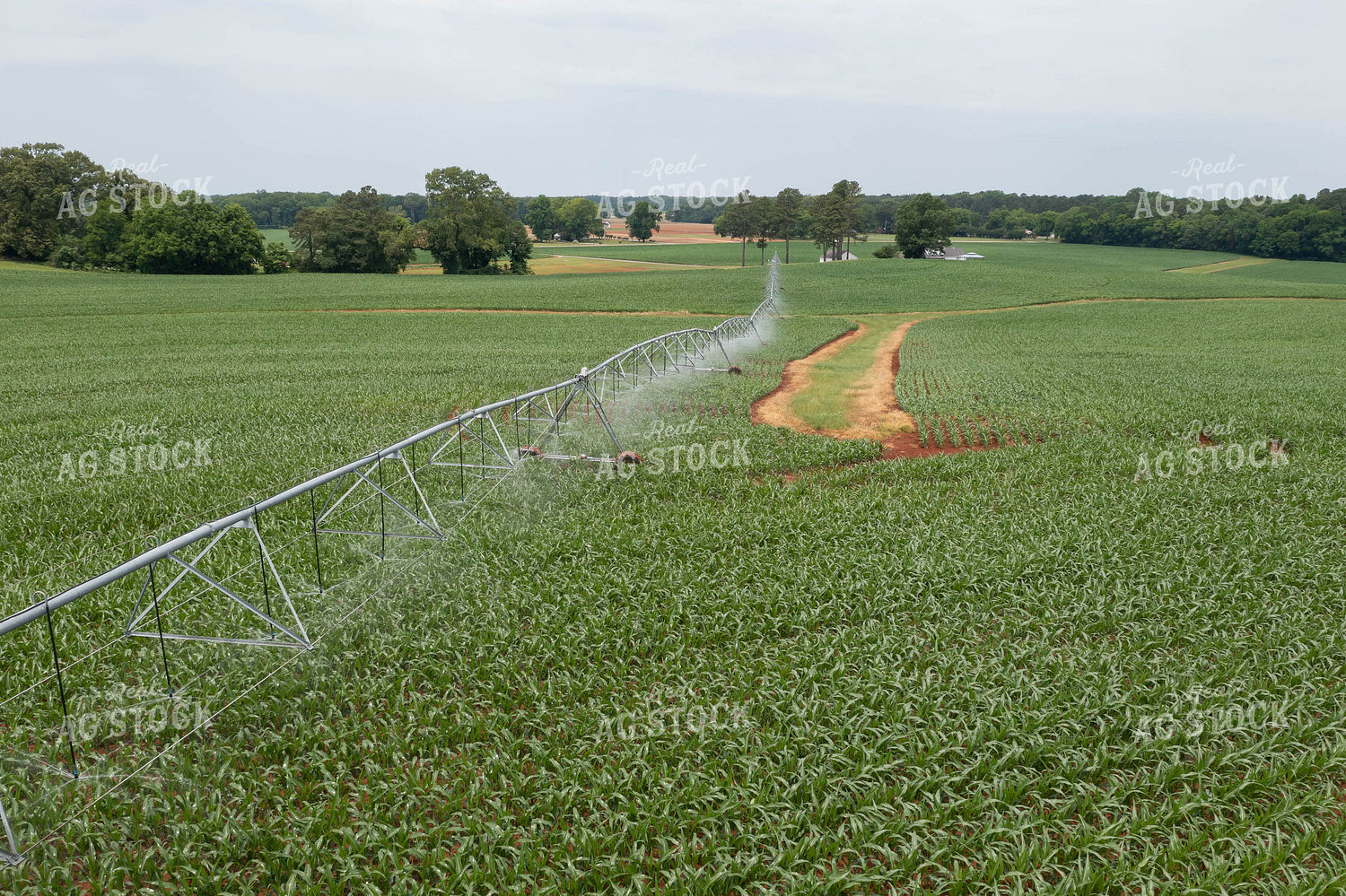Irrigator Running in Midseason Corn Field 79306