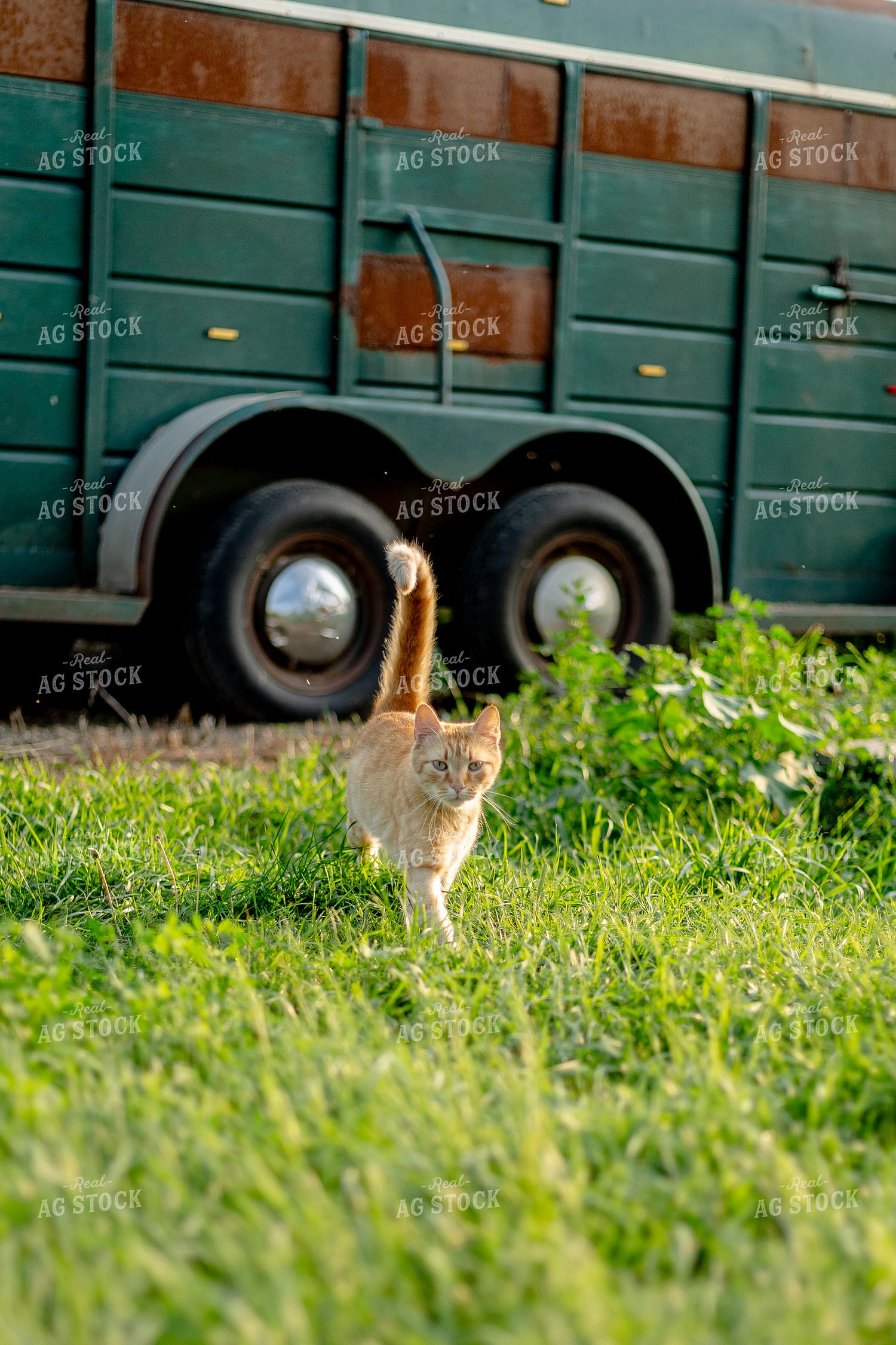 Farm Cat 155265