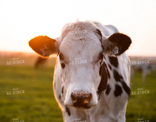 Holstein Cattle 195042