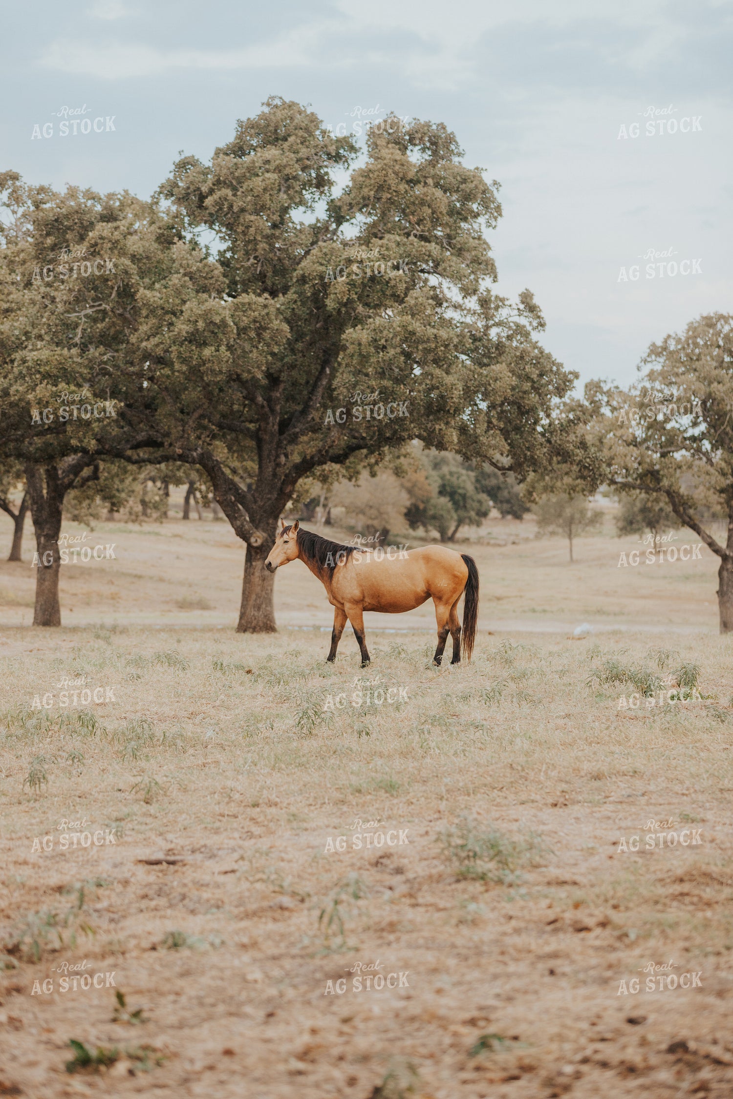 Horse 254007
