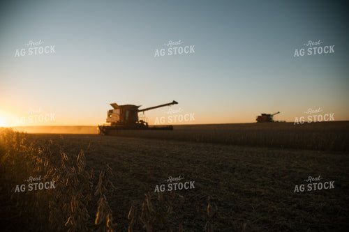 Soybean Harvest 26009