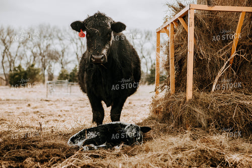 Cow and Calf in Pasture 77266