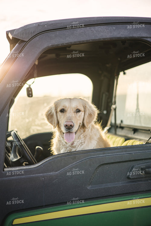Ranch Dog in UTV 70142